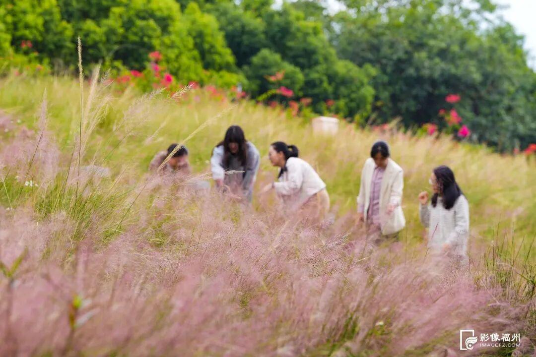世界湿地日看福州湿地，赏生态绿与静谧蓝，观候鸟栖息(图11)