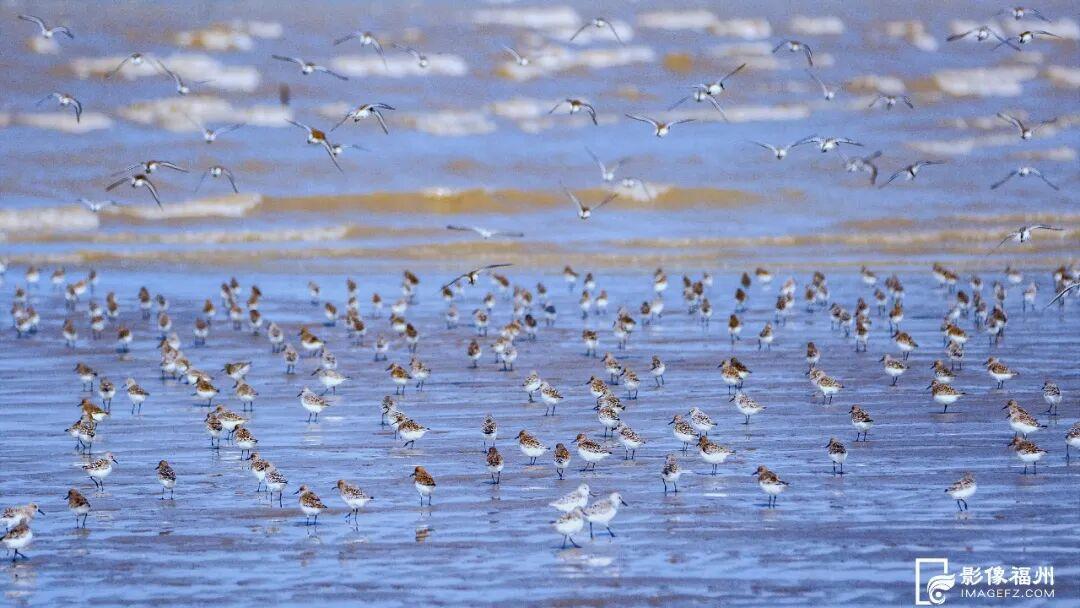 世界湿地日看福州湿地，赏生态绿与静谧蓝，观候鸟栖息(图5)