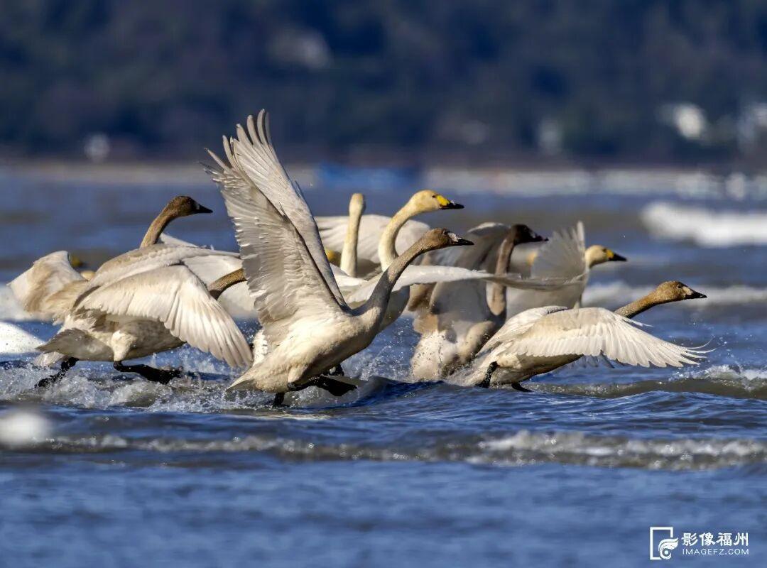 世界湿地日看福州湿地，赏生态绿与静谧蓝，观候鸟栖息(图6)