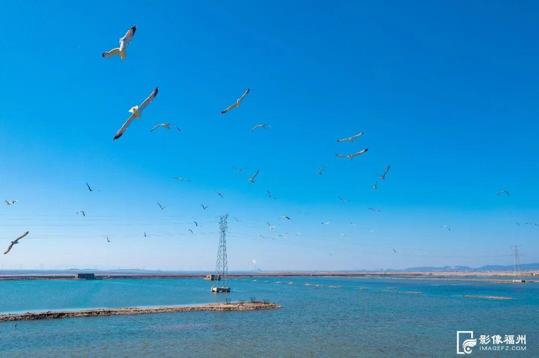 世界湿地日看福州湿地，赏生态绿与静谧蓝，观候鸟栖息(图7)