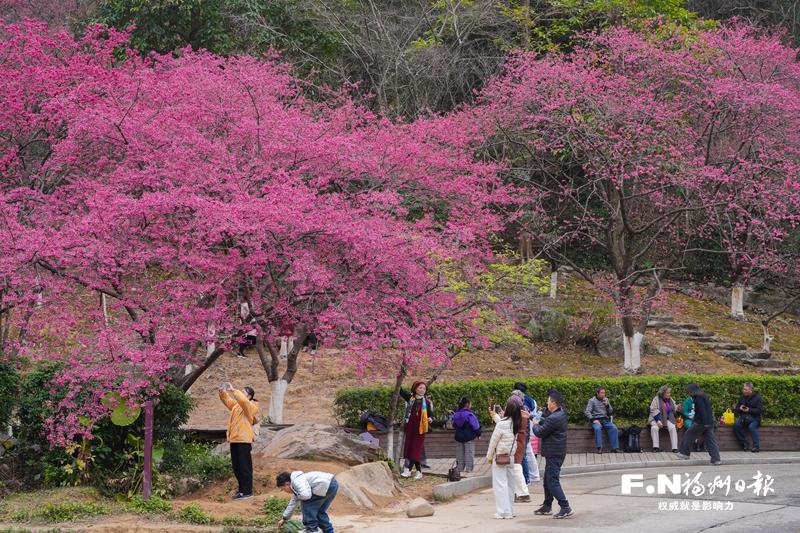 福州植物园樱花盛放，最佳观赏期遇春节，大量游客将前来(图1)