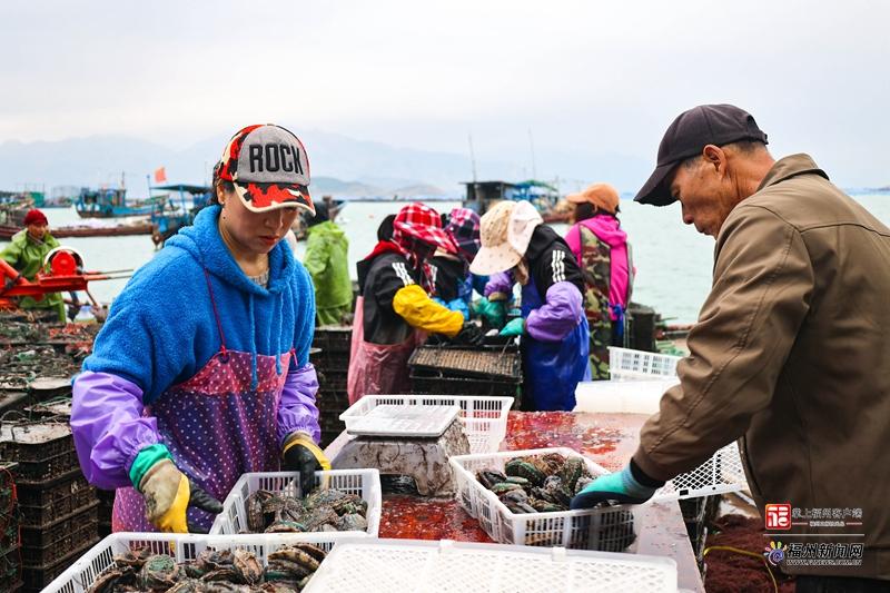 连江鲍鱼丰收季：从深海到餐桌，产值近百亿的全产业链探秘(图1)