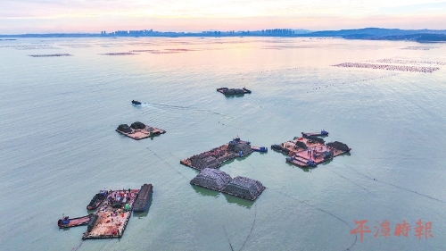 平潭海域养殖忙，小海带成餐桌新宠，采收季延续至3月上旬(图1)