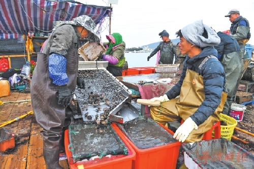 平潭海域养殖忙，小海带成餐桌新宠，采收季延续至3月上旬(图2)