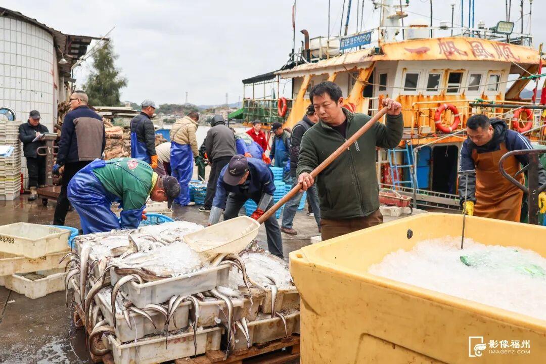 新春将至连江大黄鱼等年味上市，鳗钓村鳗鱼及鲍鱼销售正旺(图2)