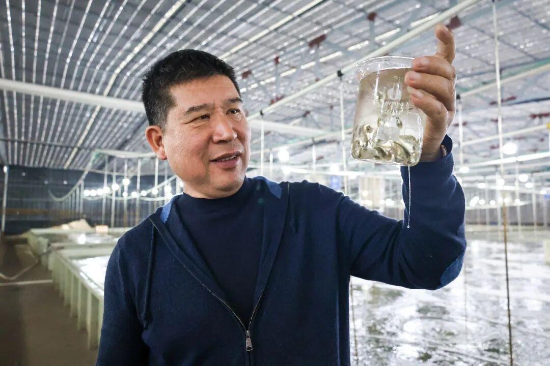 新春将至连江大黄鱼等年味上市，鳗钓村鳗鱼及鲍鱼销售正旺(图11)