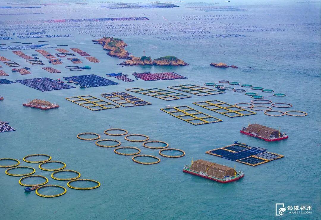 新春将至连江大黄鱼等年味上市，鳗钓村鳗鱼及鲍鱼销售正旺(图12)