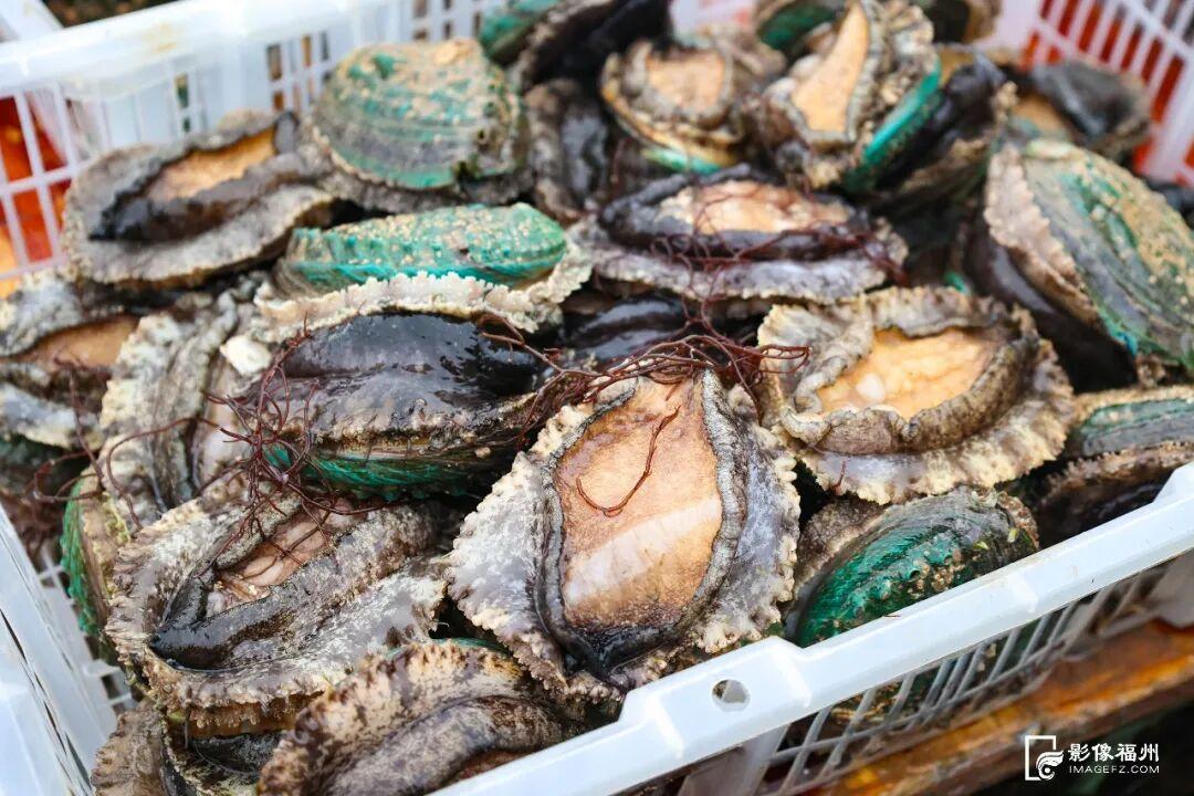 新春将至连江大黄鱼等年味上市，鳗钓村鳗鱼及鲍鱼销售正旺(图13)