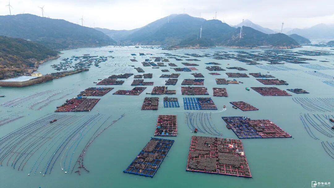 新春将至连江大黄鱼等年味上市，鳗钓村鳗鱼及鲍鱼销售正旺(图7)