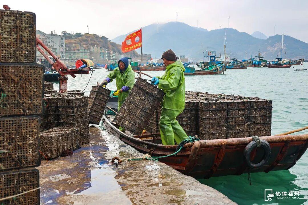 新春将至连江大黄鱼等年味上市，鳗钓村鳗鱼及鲍鱼销售正旺(图8)