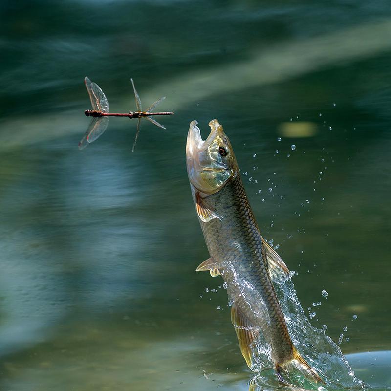 福建科研团队实现马口鱼人工驯化，成淡水养殖新贵(图2)
