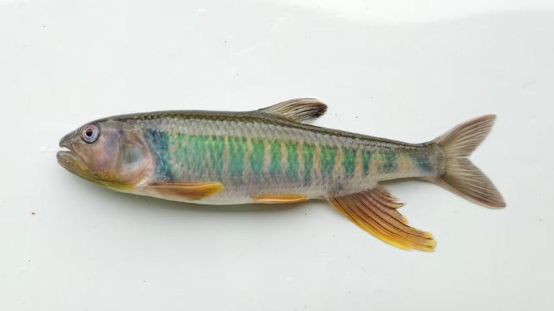 福建科研团队实现马口鱼人工驯化，成淡水养殖新贵(图4)