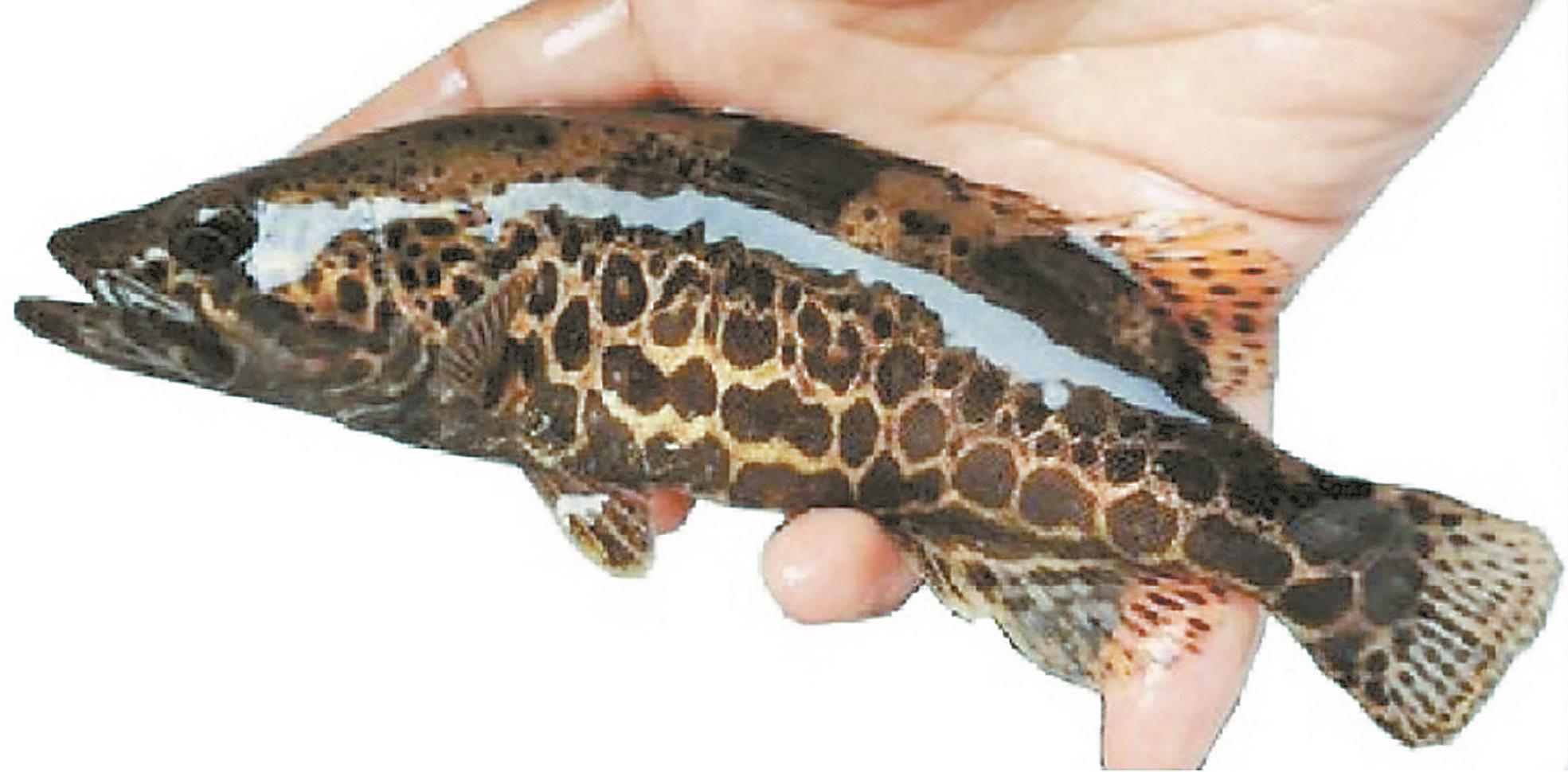 福建科研团队实现马口鱼人工驯化，成淡水养殖新贵(图6)