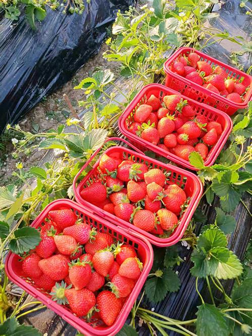 年关将至清流草莓上市!嵩溪‘草莓之乡’甜蜜等你来采(图2) 年关将至清流草莓上市!嵩溪‘草莓之乡’甜蜜等你来采(图2)