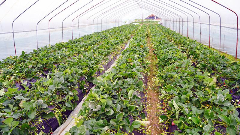 年关将至清流草莓上市!嵩溪‘草莓之乡’甜蜜等你来采(图3) 年关将至清流草莓上市!嵩溪‘草莓之乡’甜蜜等你来采(图3)