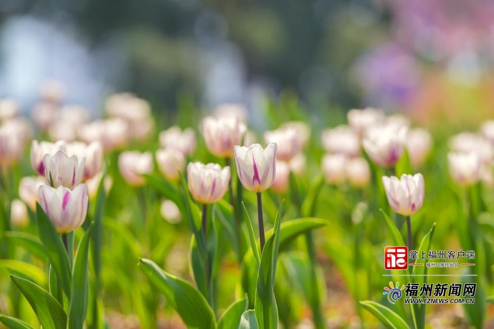 2月8日乌龙江第六届郁金香花展暨迎春游园会将开幕(图2)