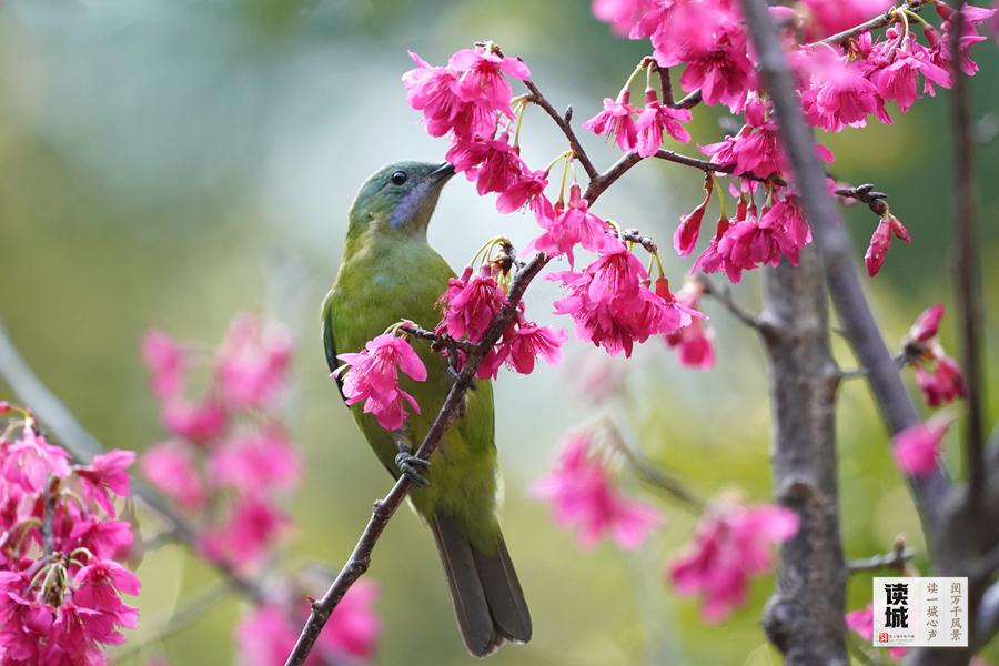 福州西湖公园安装秋千椅，感受流传千年的秋千魅力(图2)