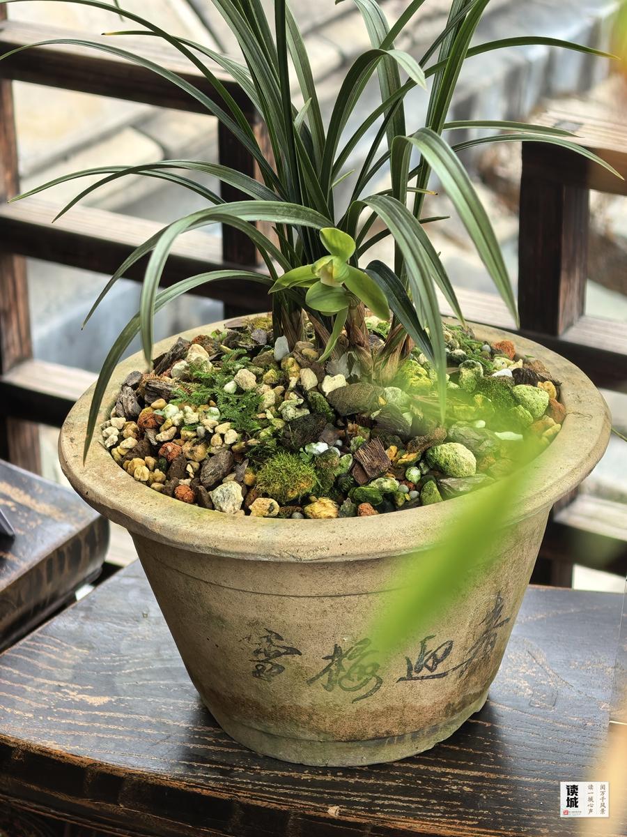 福州春节兰花展将至，带你追忆兰花历史与朱紫坊泰斗陈心启(图7)