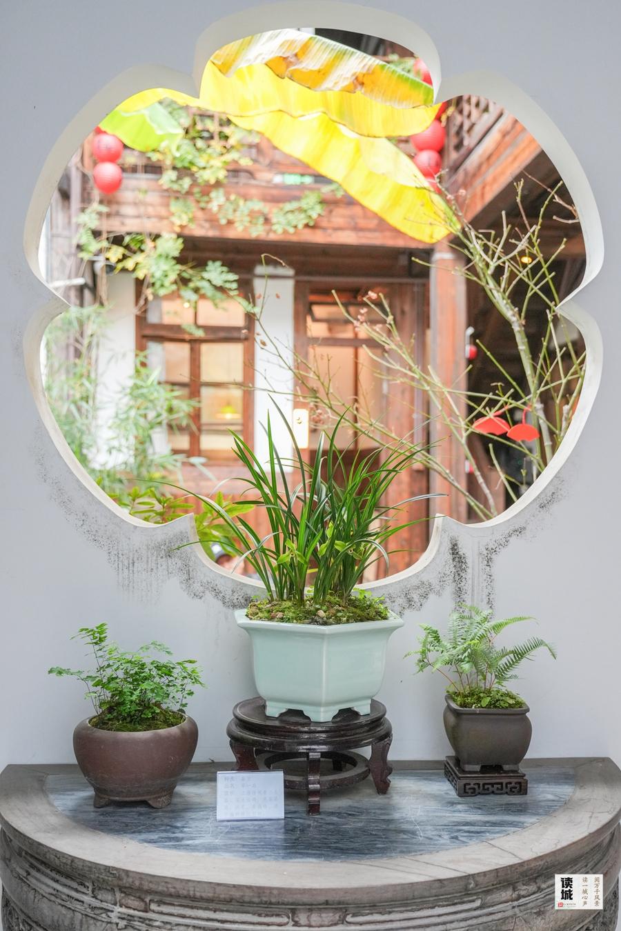 福州春节兰花展将至，带你追忆兰花历史与朱紫坊泰斗陈心启(图9)