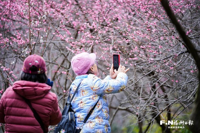 2月7至8日鼓山梅花迎新活动，市民游客尽享多样年味儿(图1)