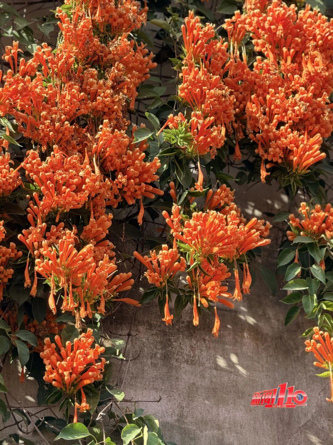 福州新春赏花指南！小年到，炮仗花、梅花花期地点全知道(图2)