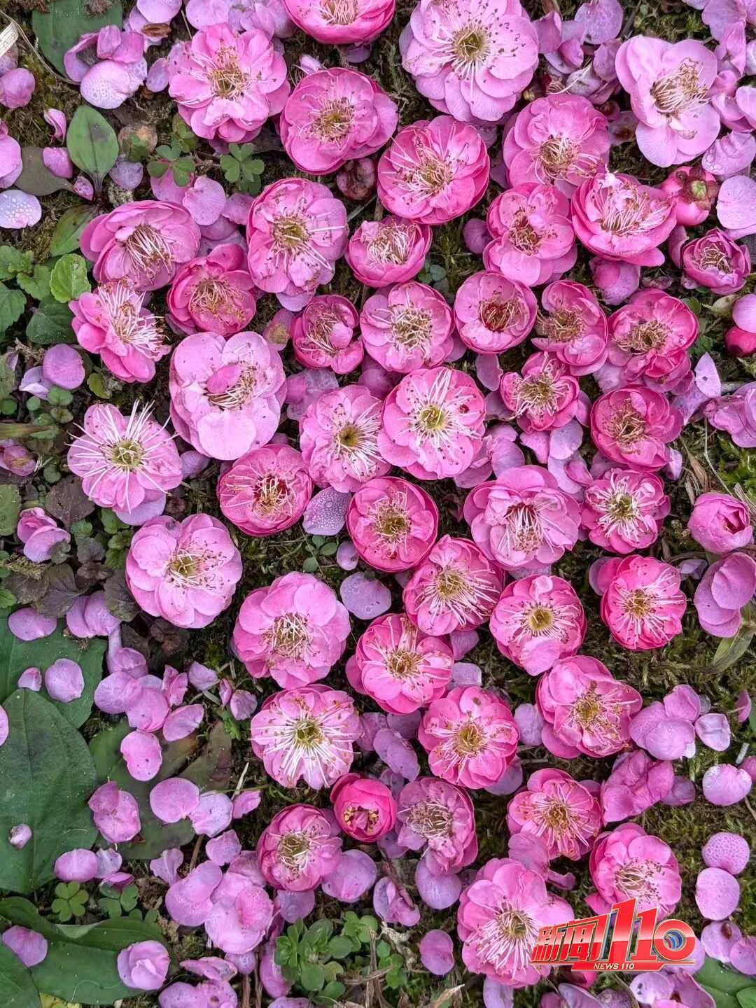 福州新春赏花指南！小年到，炮仗花、梅花花期地点全知道(图11)