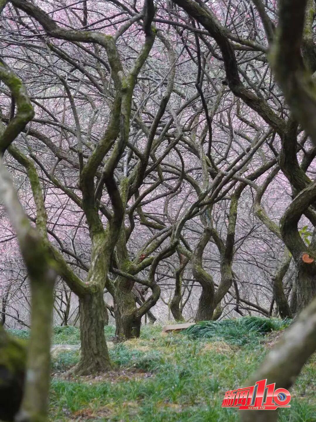 福州新春赏花指南！小年到，炮仗花、梅花花期地点全知道(图12)