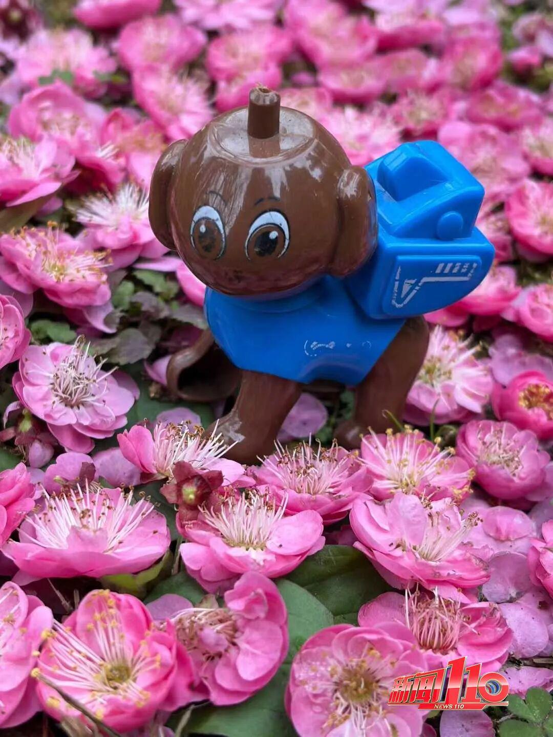 福州新春赏花指南！小年到，炮仗花、梅花花期地点全知道(图14)