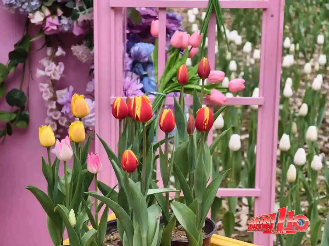 福州新春赏花指南！小年到，炮仗花、梅花花期地点全知道(图15)