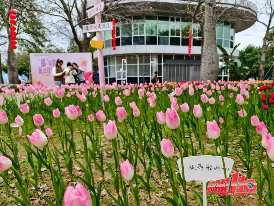 福州新春赏花指南！小年到，炮仗花、梅花花期地点全知道(图20)