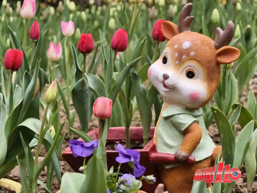 福州新春赏花指南！小年到，炮仗花、梅花花期地点全知道(图22)