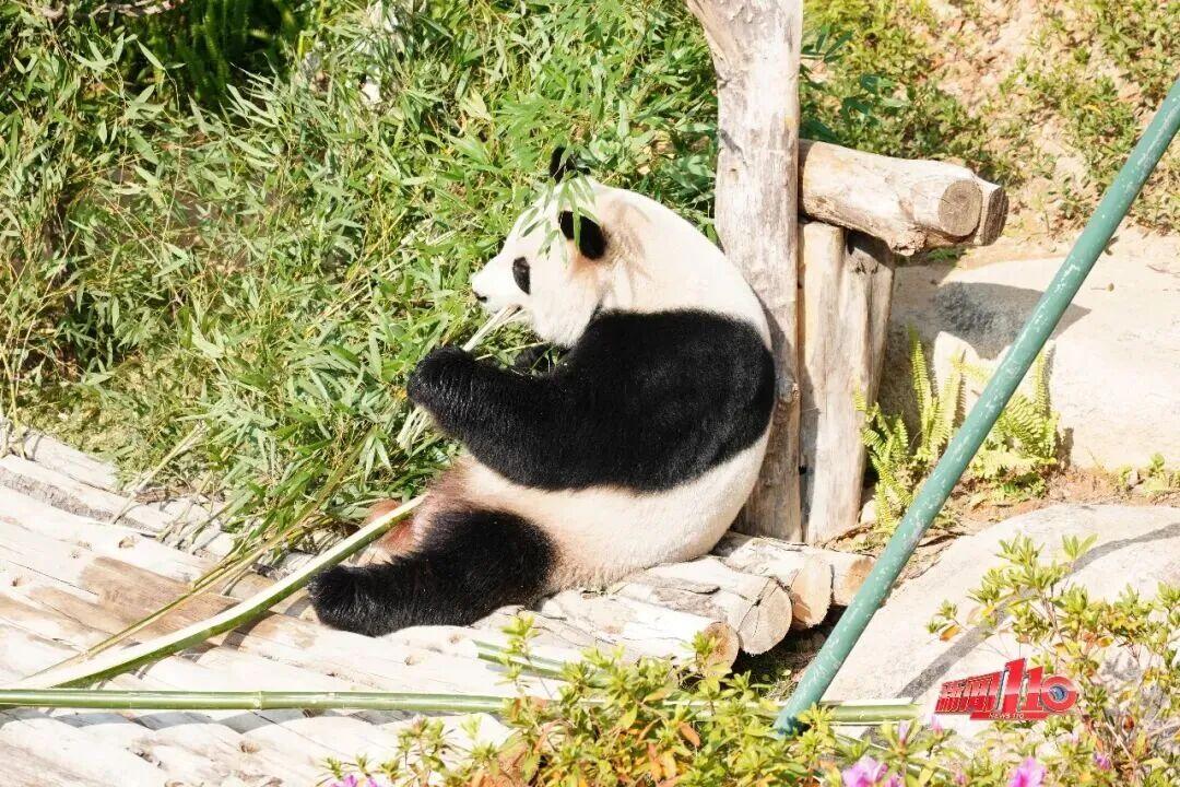 福州新春赏花指南！小年到，炮仗花、梅花花期地点全知道(图25)