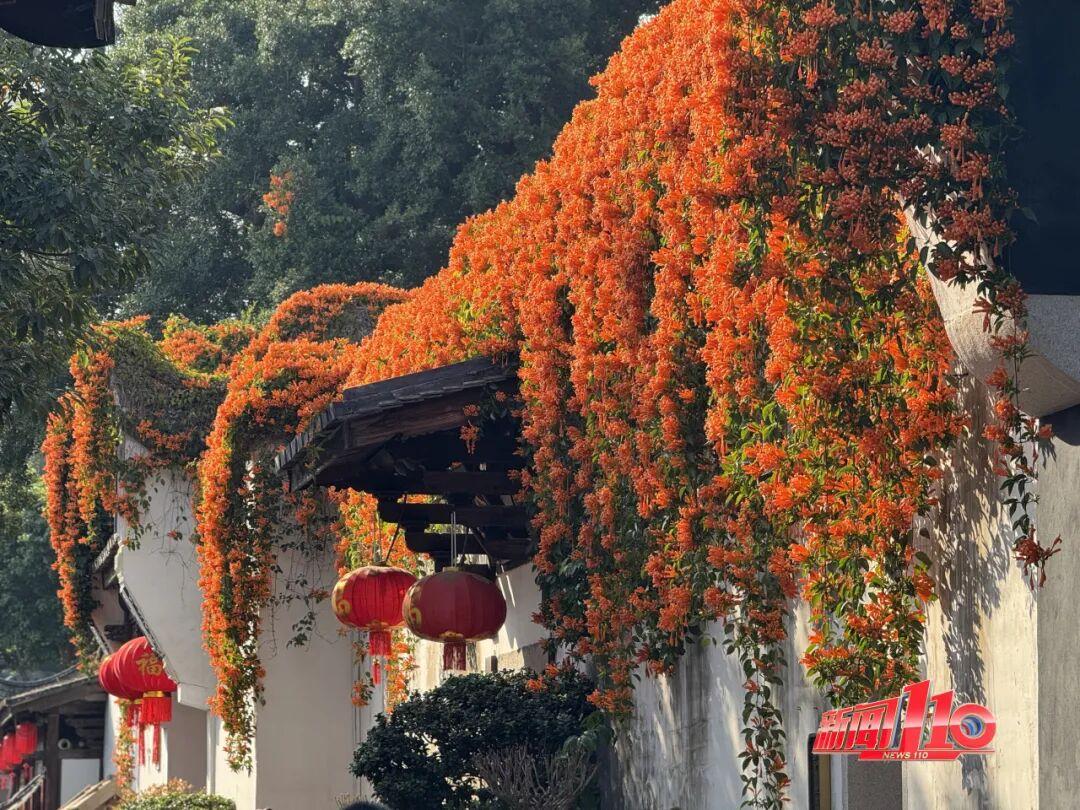 福州新春赏花指南！小年到，炮仗花、梅花花期地点全知道(图6)