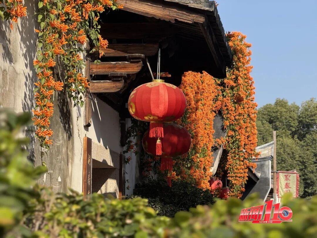 福州新春赏花指南！小年到，炮仗花、梅花花期地点全知道(图7)