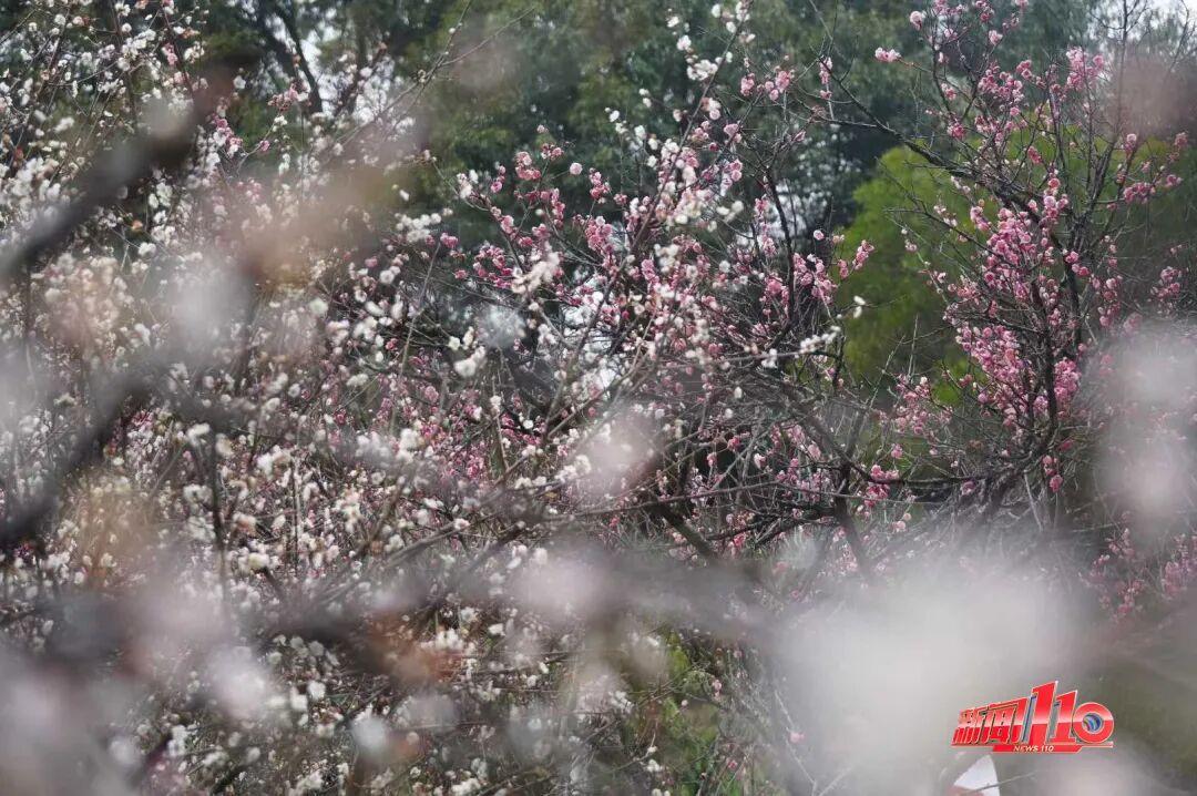福州新春赏花指南！小年到，炮仗花、梅花花期地点全知道(图10)