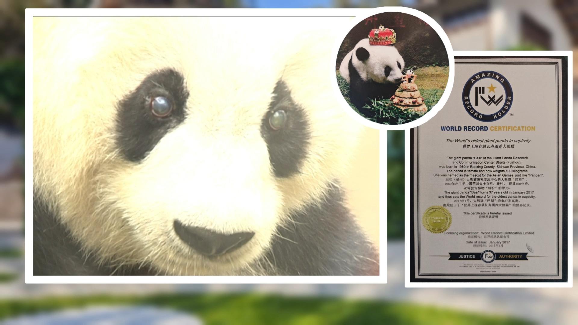 福州熊猫世界：49年大熊猫保护历程，承载城市温暖记忆(图3)