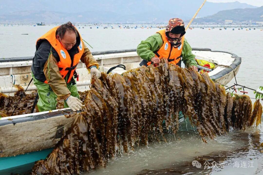 福州连江海带苗鲜嫩上市！低脂高纤超鲜美，速来尝鲜(图2)