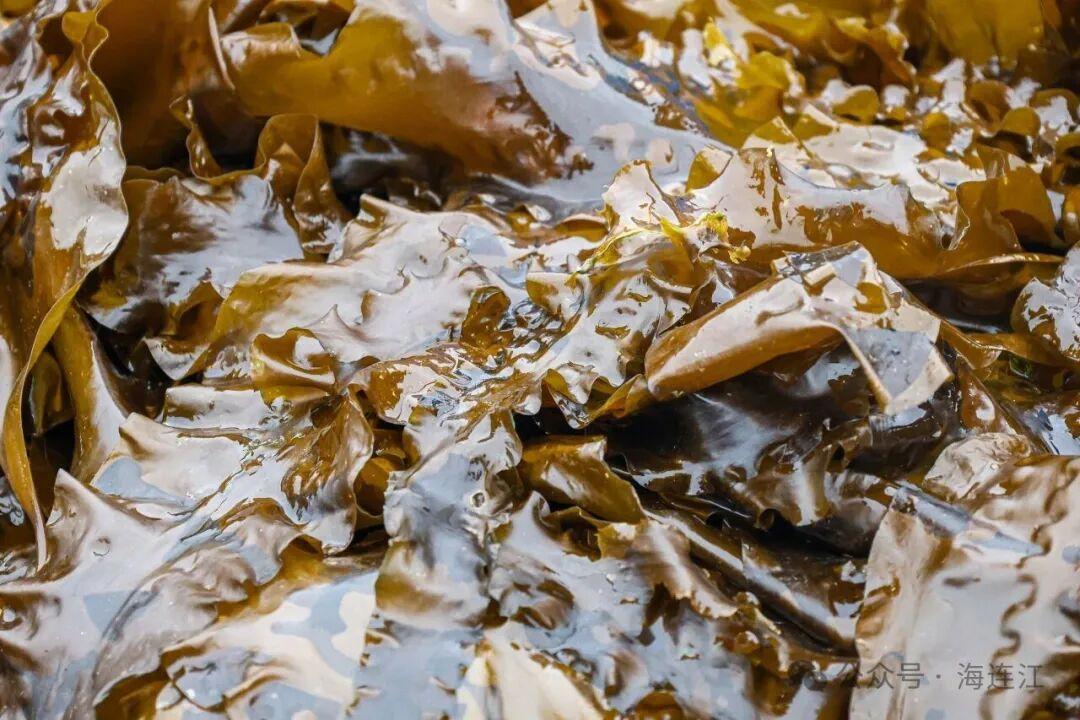 福州连江海带苗鲜嫩上市！低脂高纤超鲜美，速来尝鲜(图3)