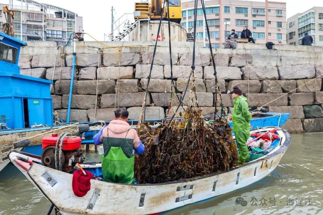 福州连江海带苗鲜嫩上市！低脂高纤超鲜美，速来尝鲜(图4)