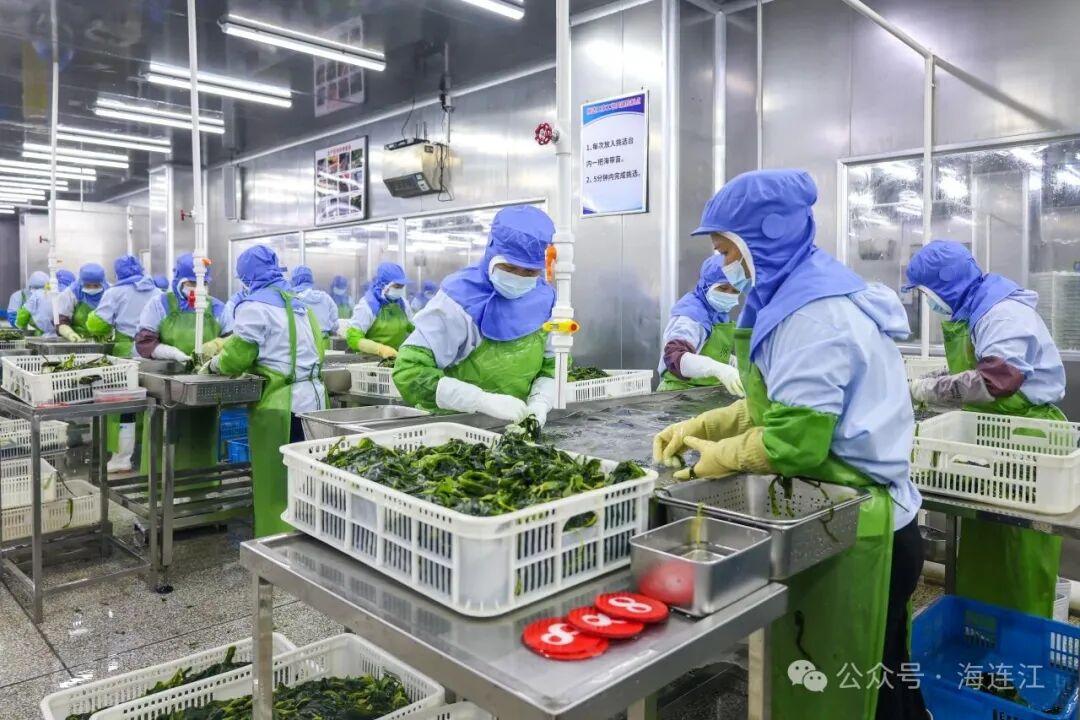 福州连江海带苗鲜嫩上市！低脂高纤超鲜美，速来尝鲜(图6)